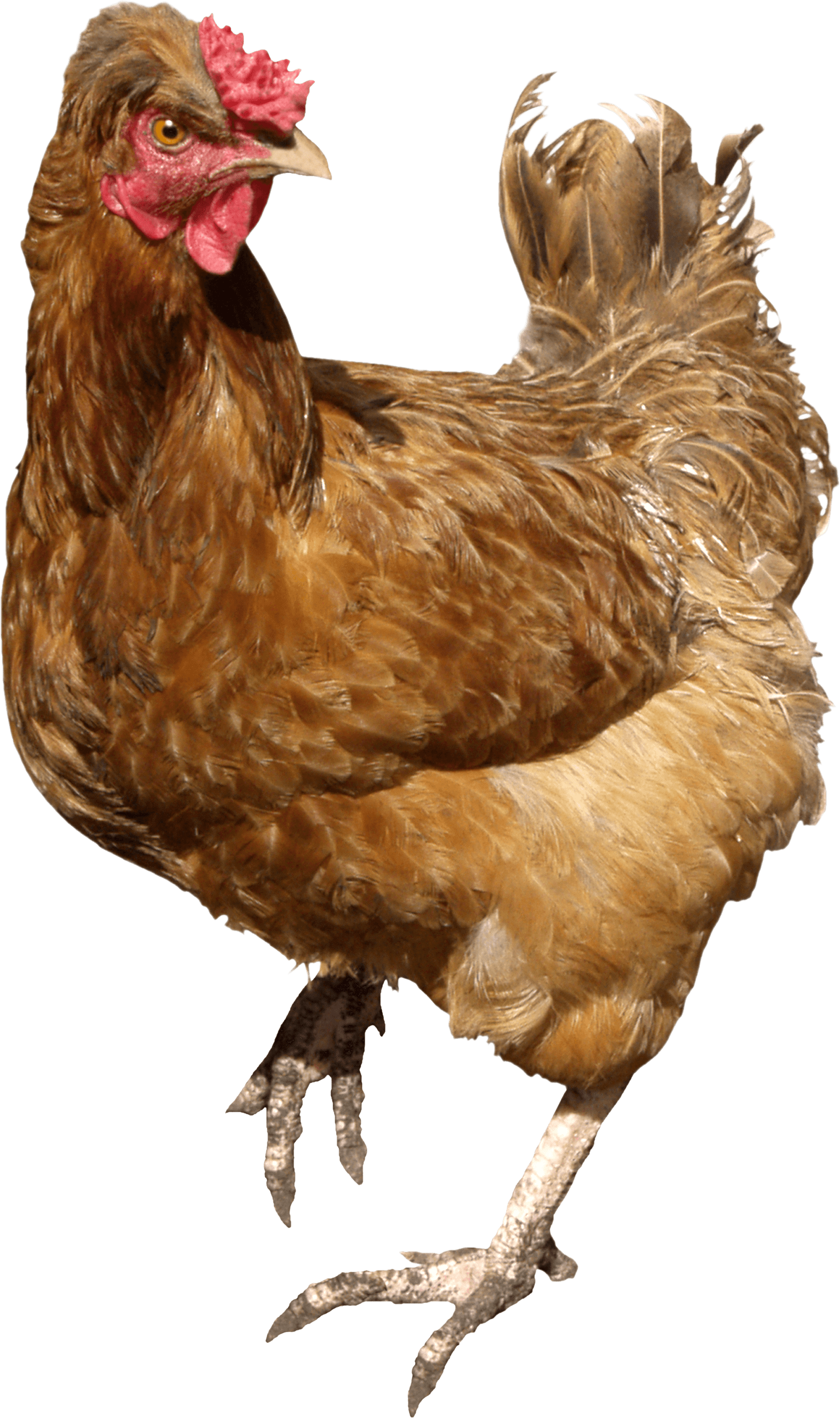 Chicken Brown Walking - Chicken Pngs (1665x2810), Png Download