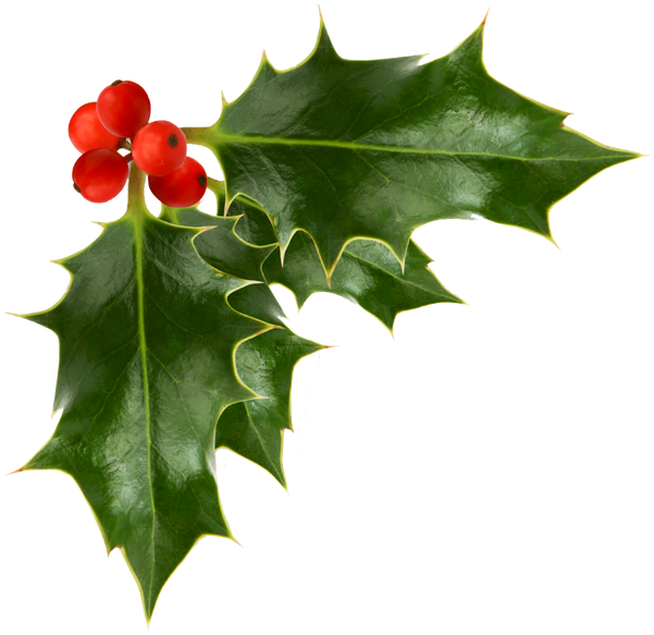 Holly Berries Transparent Image Festive Transparent - Christmas Holly Transparent Background (624x624), Png Download