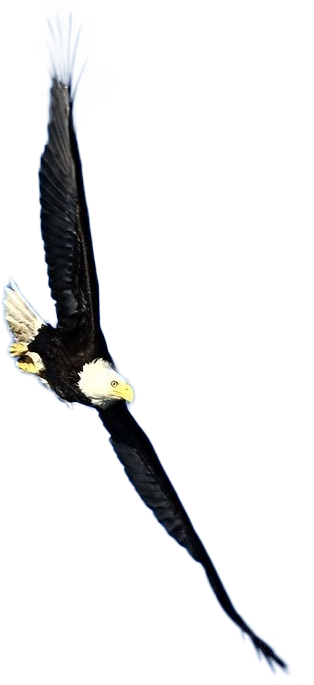 Png Images - Eagle - Portable Network Graphics (392x746), Png Download