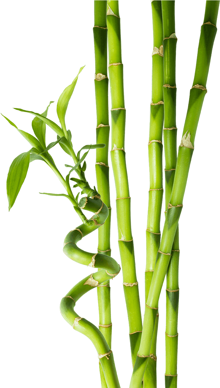 Bamboo Png - Tallos De Bambu (952x1235), Png Download