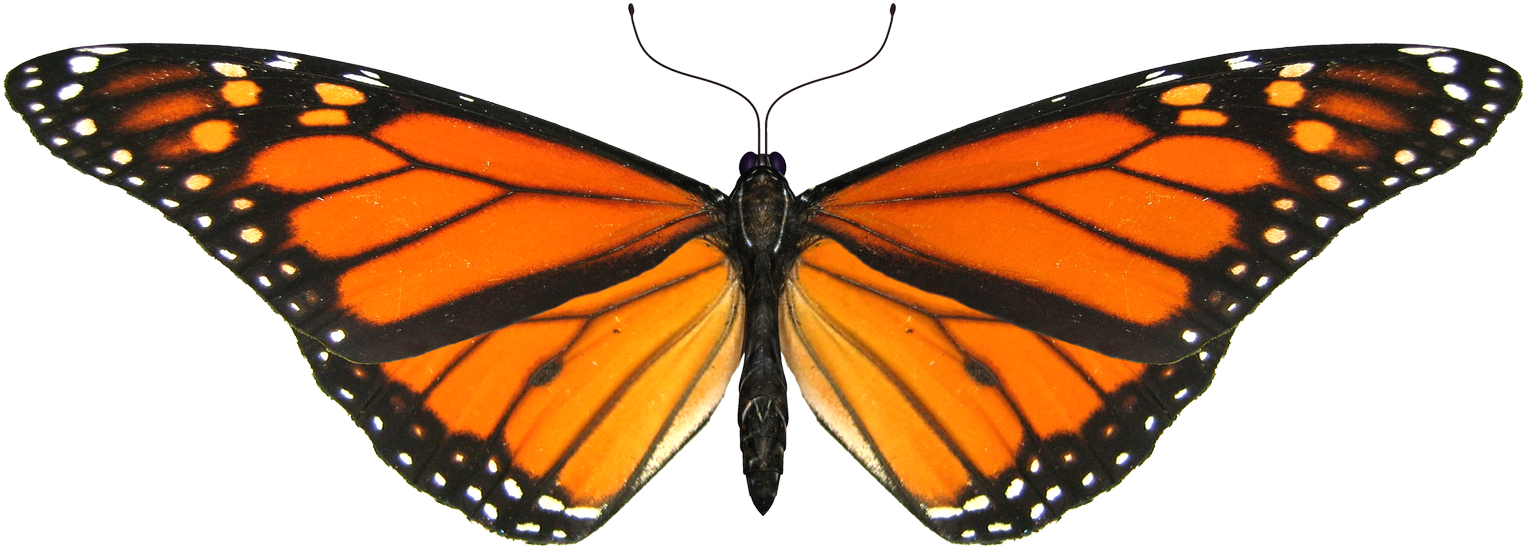 Monarch Butterfly Transparent Gif (1600x1200), Png Download