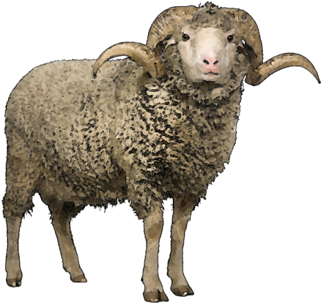 Sheep Png Free Download - Sheep Png (600x478), Png Download