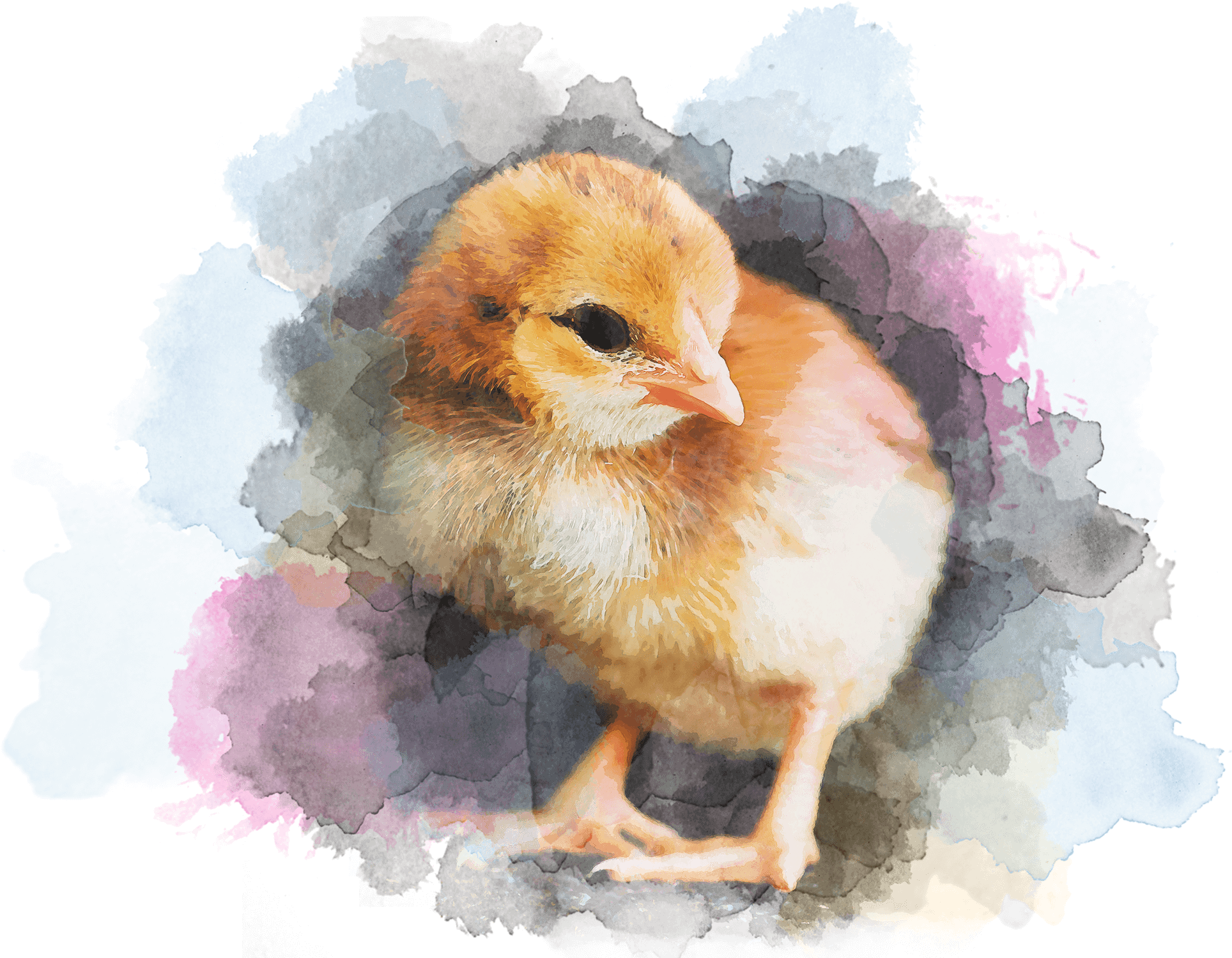 A Colorful Chicken - Chicken (1951x1506), Png Download