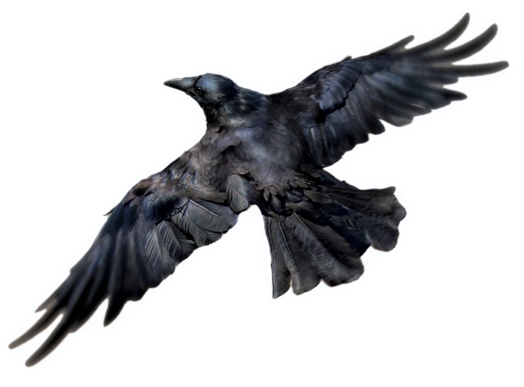 Raven - Raven Png (1024x768), Png Download