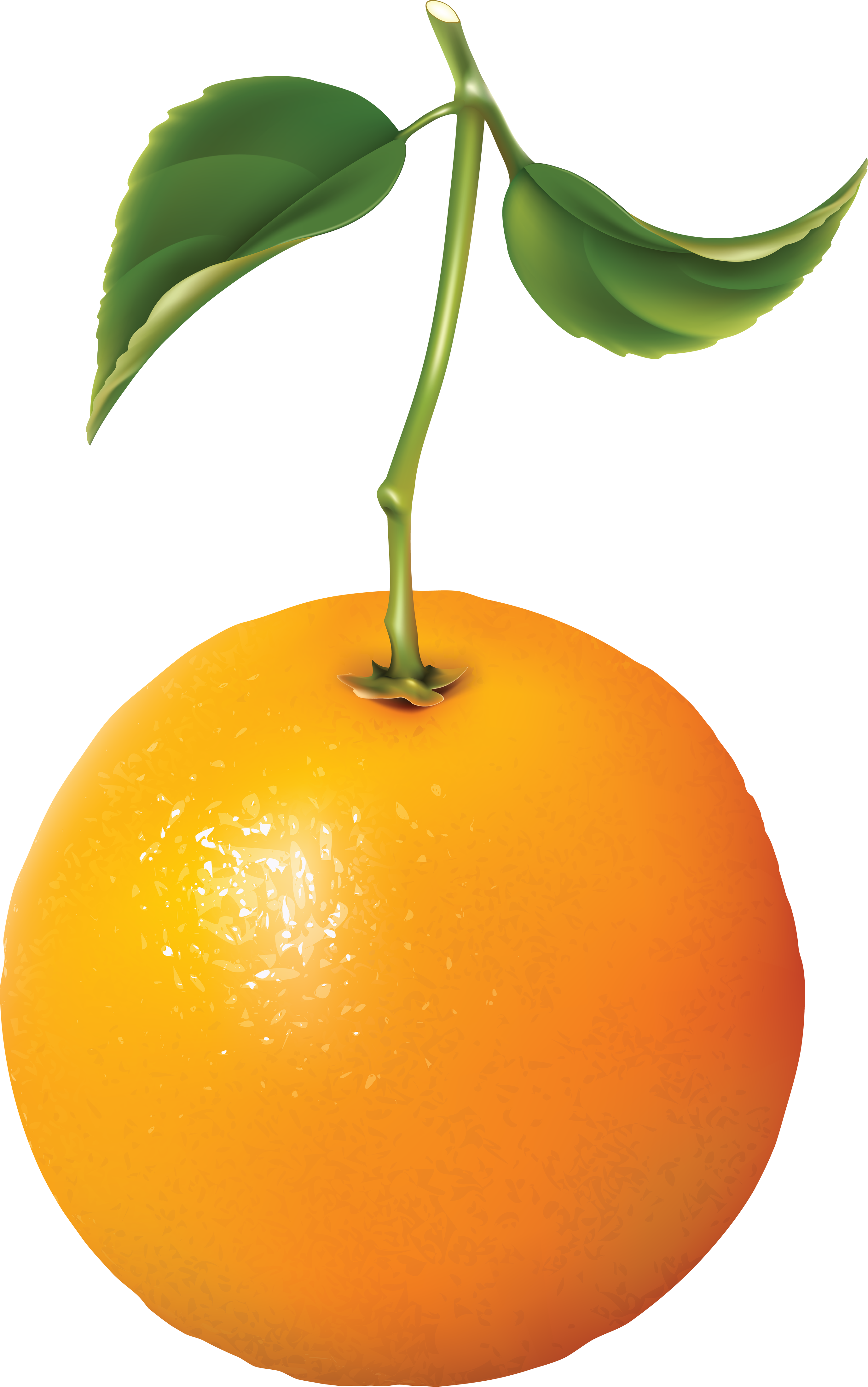 Orange Fruit Leaf Png (2754x4400), Png Download