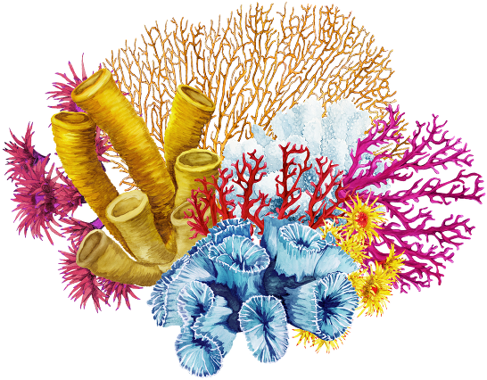 Coral Png Image - Transparent Background Coral Png (559x441), Png Download