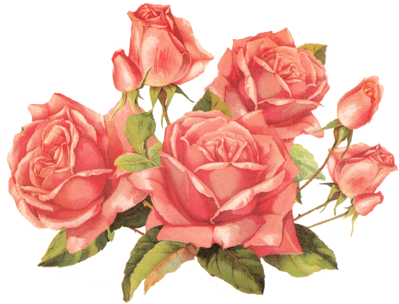 Pink Rose Clipart Png Tumblr - Roses Transparent (900x693), Png Download
