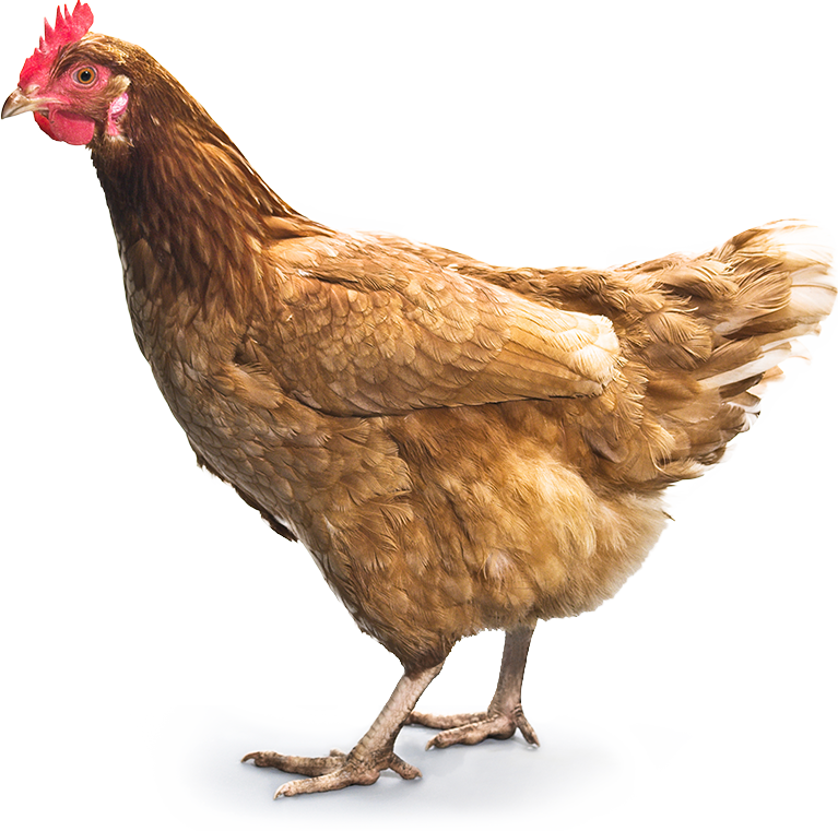Chicken Png 7 - Chicken Png (767x761), Png Download