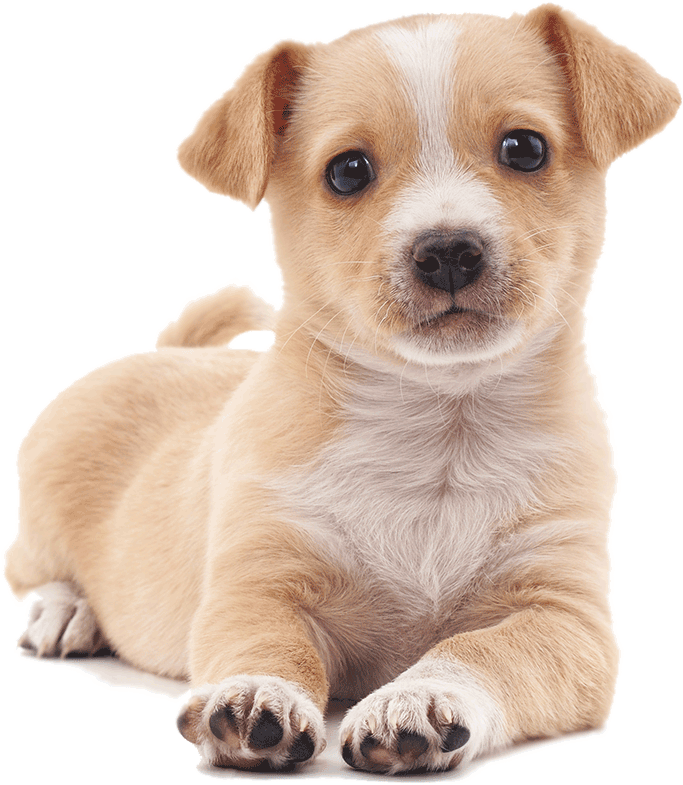 Since We Are Not A 501c3, We Are Just A Plain Rescue - Puppies Png Transparent (800x975), Png Download