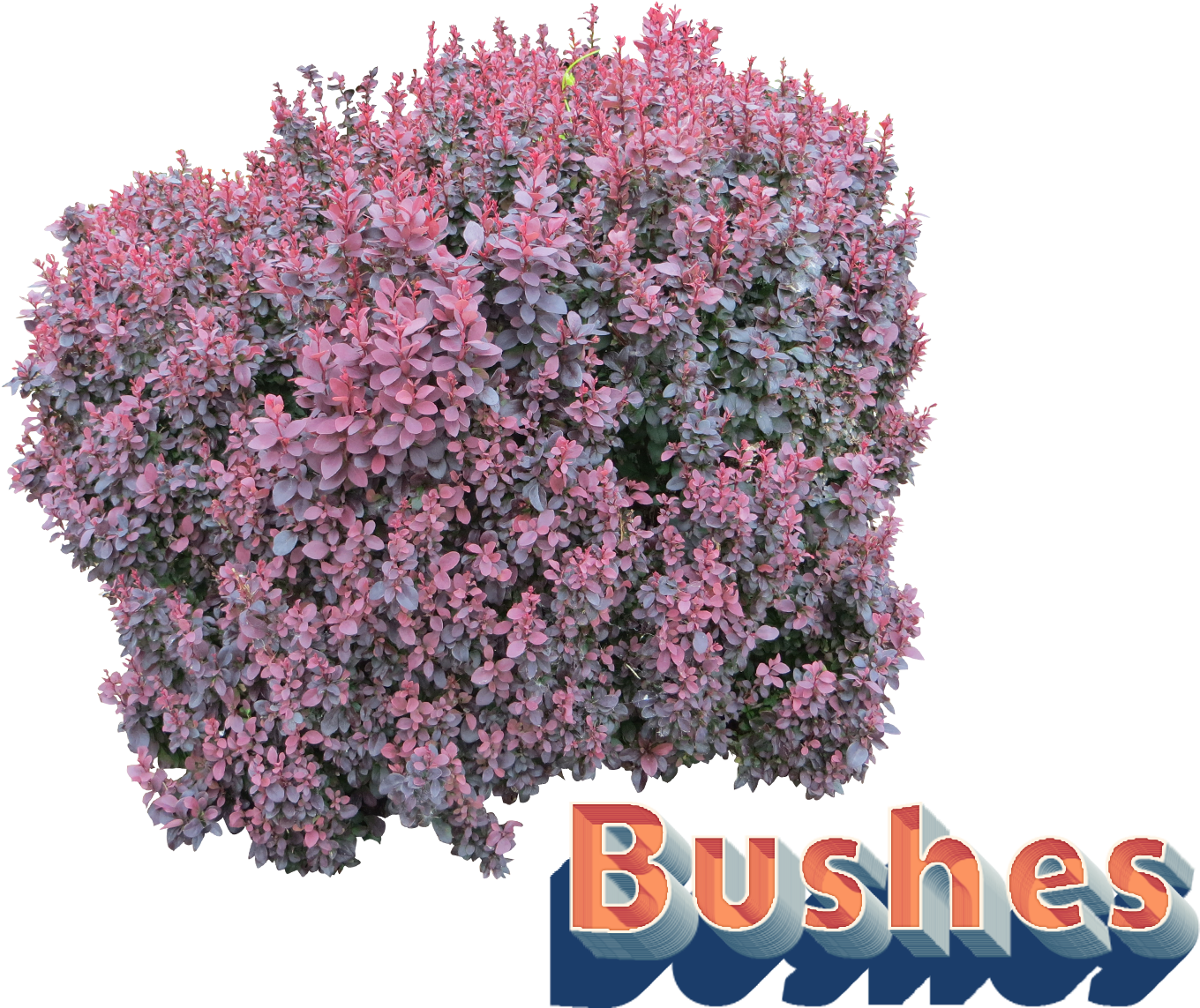 Purple Shrub Png (1615x1200), Png Download