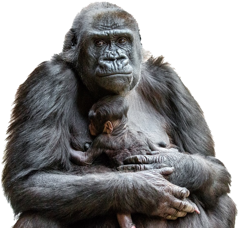 Gorilla Png Images - Prague Zoo (1000x471), Png Download