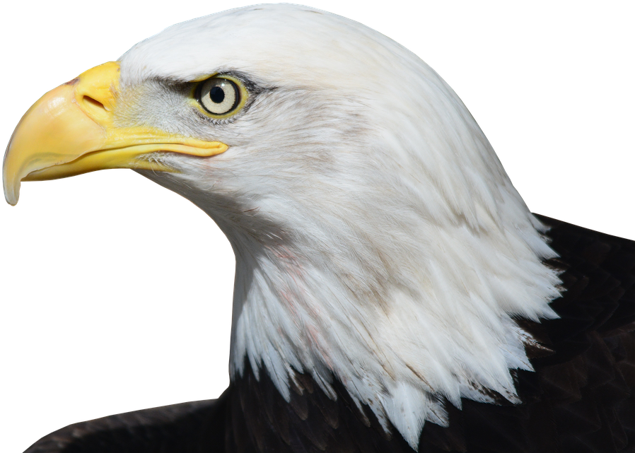 Bald Eagle Png Image - Bald Eagle In Victoria (960x692), Png Download