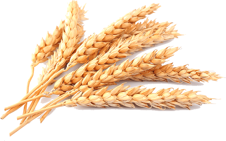 Free Png Wheat Png Images Transparent - Wheat Png (850x602), Png Download