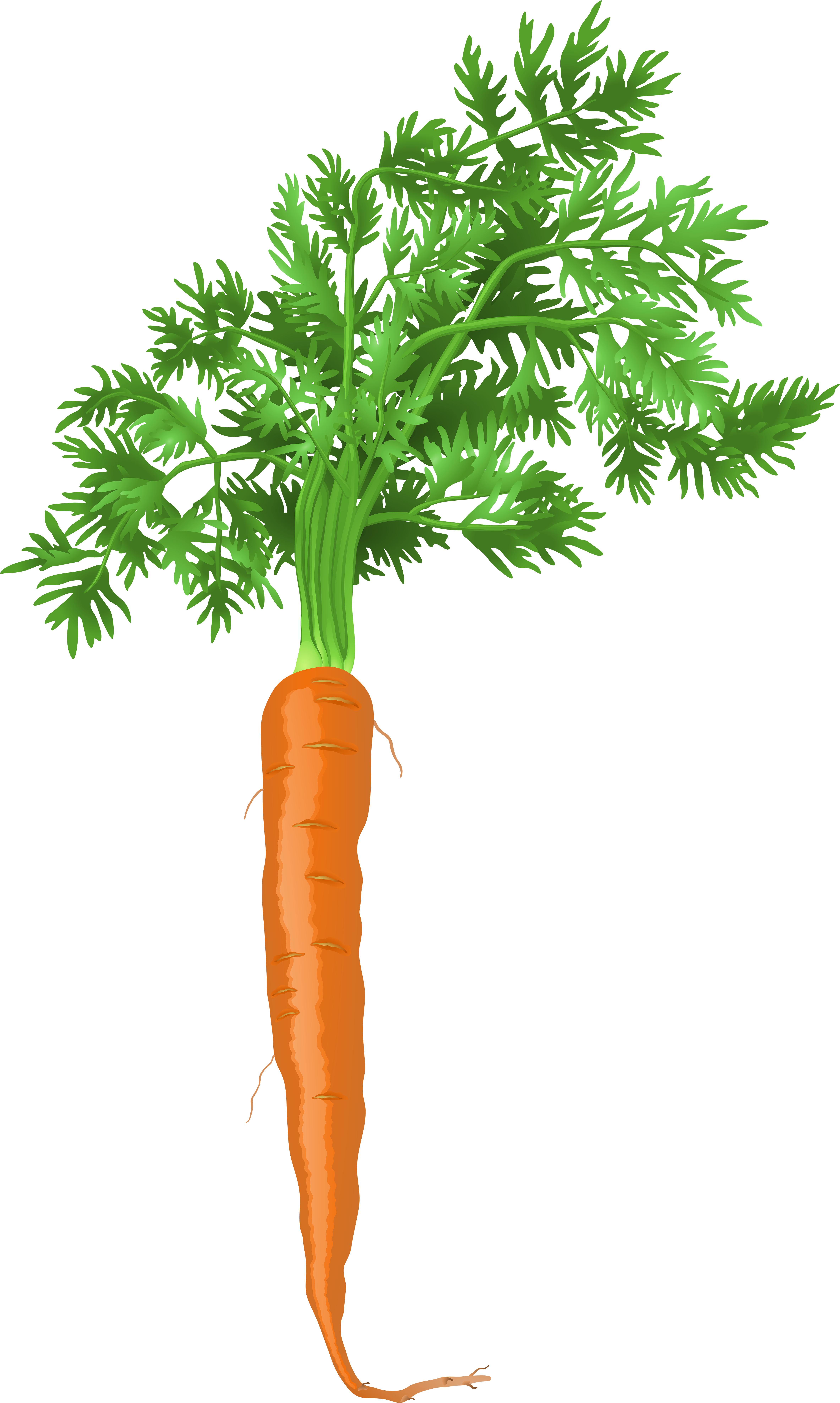 Carrot Png (4770x8000), Png Download