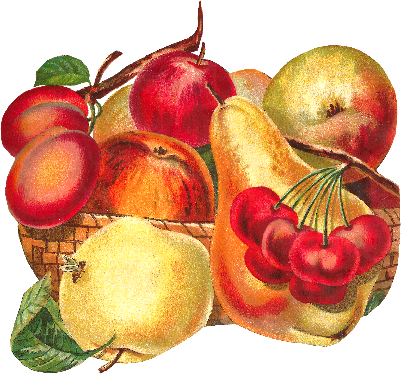 Fruit Basket Image Apple Pear Plum Clipart Artwork - Mcintosh (1600x1498), Png Download