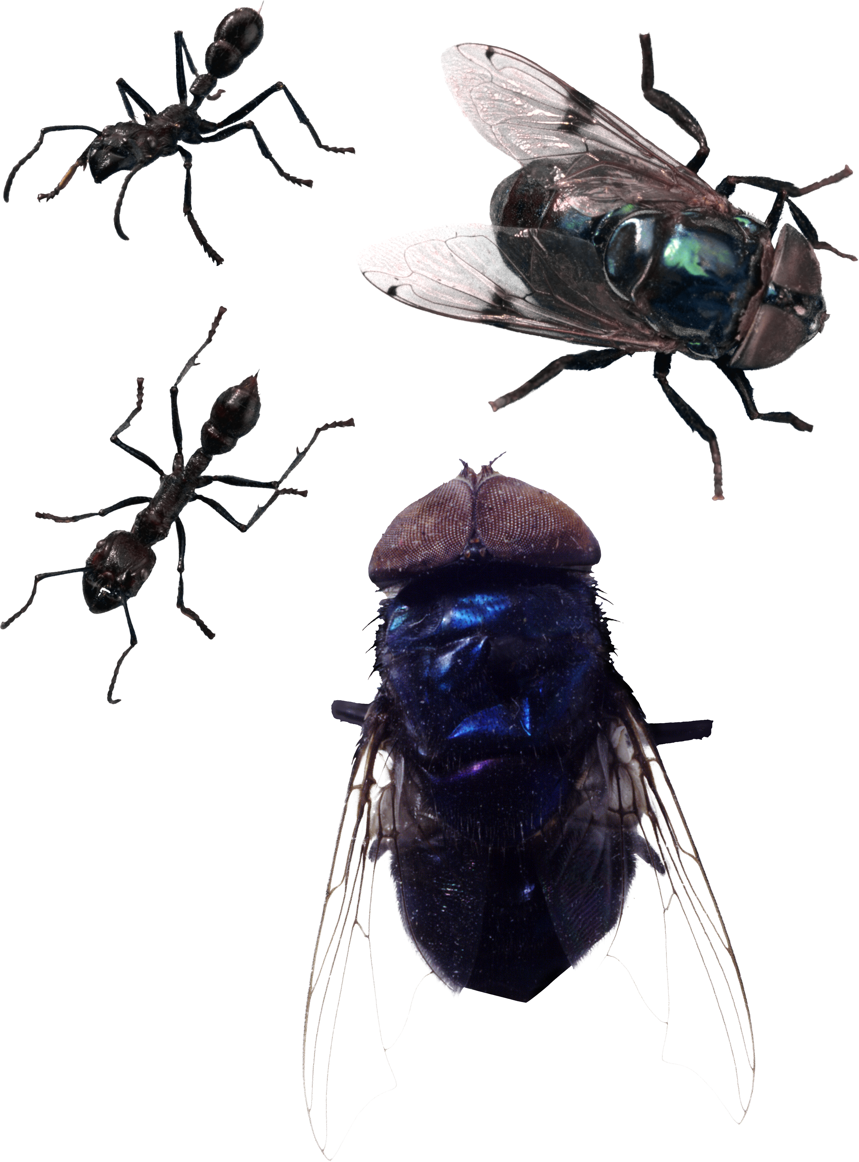 Fly Png Image - Fly Png (2852x3858), Png Download