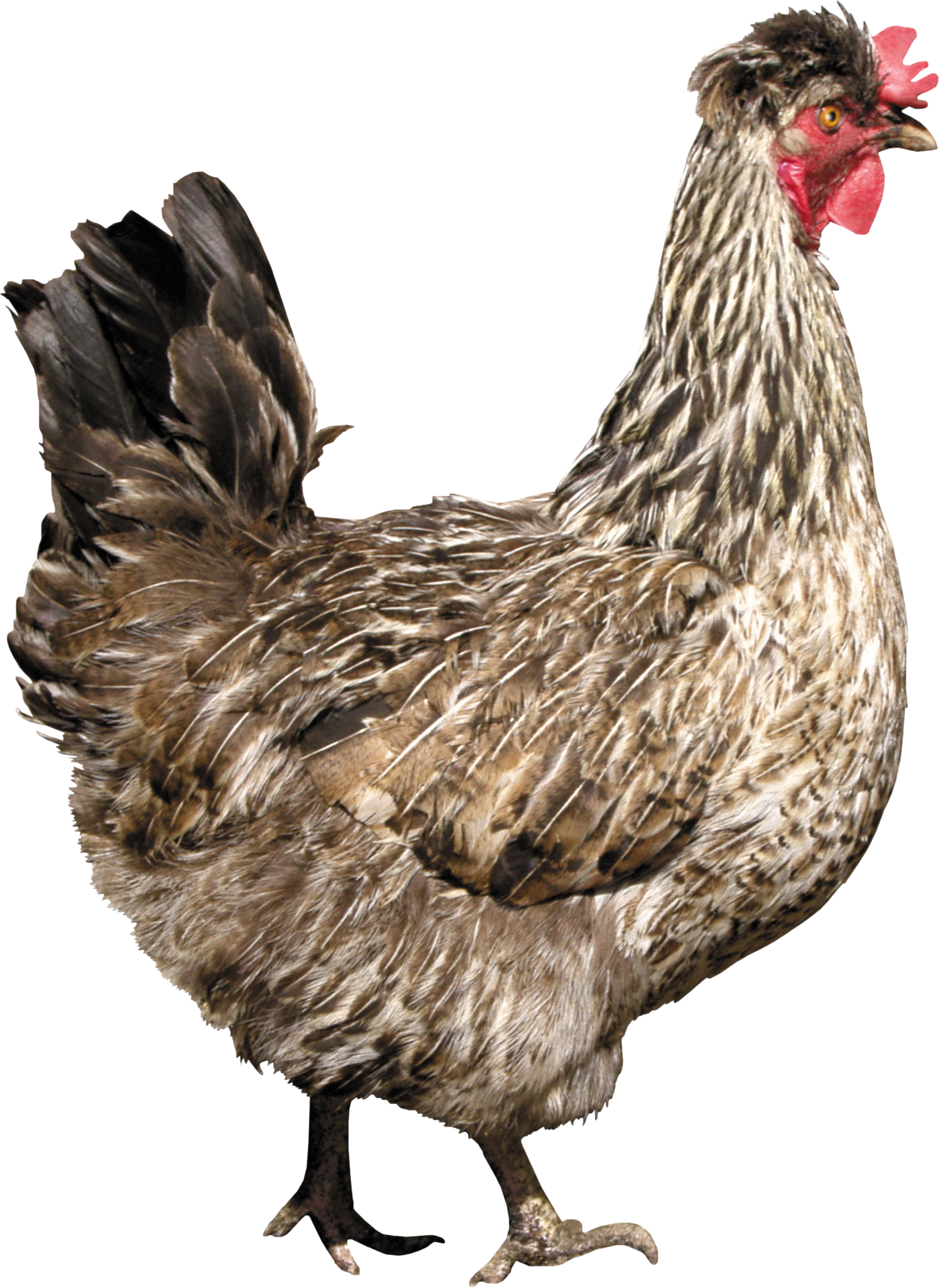 Chicken Png Image - Chicken Wall Tapestry - Small: 51" X 60" (1811x2484), Png Download