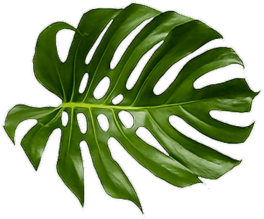 Leaf Swiss Cheese Plant - Tropical Palm Leaf Png (1024x1024), Png Download