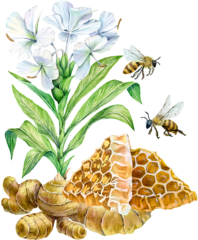 Bee Watercolor Painting Ginger Illustration - Abejas Pintura (832x870), Png Download