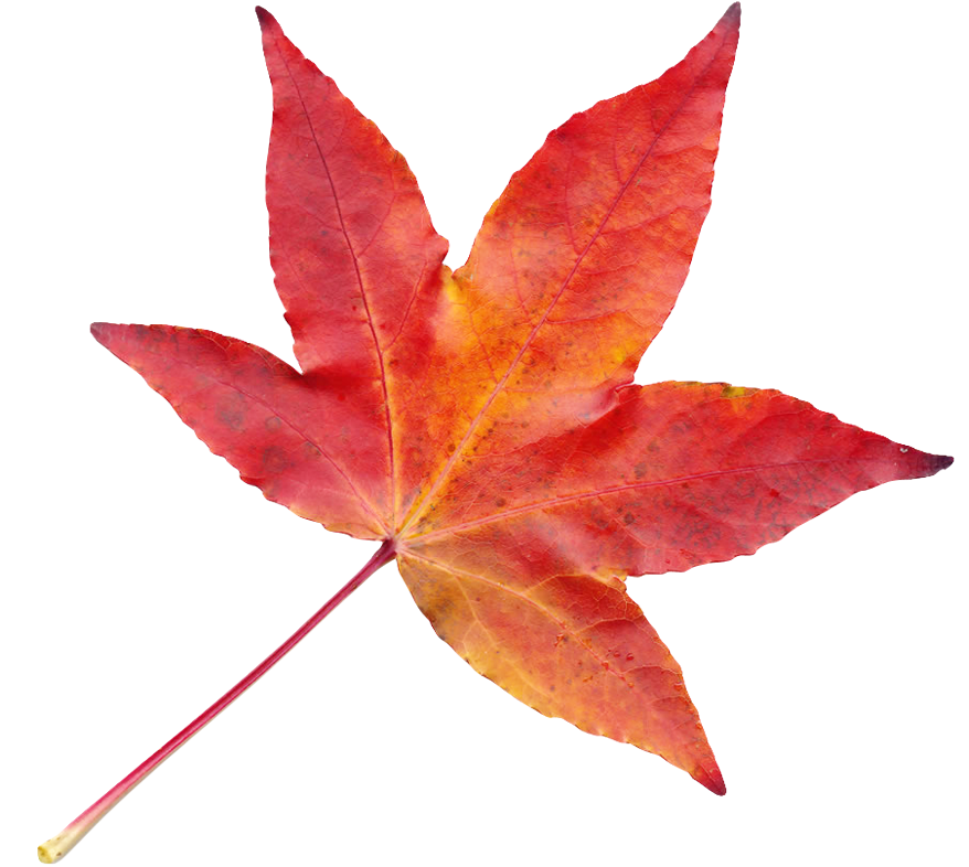 Autumn Leaves Png Transparent (902x889), Png Download