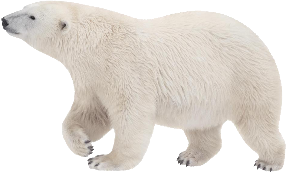 Animal Tracks Polar Bear (1000x681), Png Download