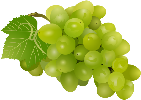 Fruit Drawing Clipart Grapes, Fruit Logo, Set Clipart, - Fruits Drawing Hd (640x640), Png Download