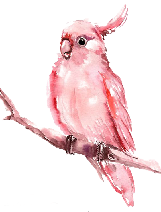 Watercolor Painting Allposters Com Illustration Allposterscom - Watercolor Painting Parrot Bird (564x752), Png Download