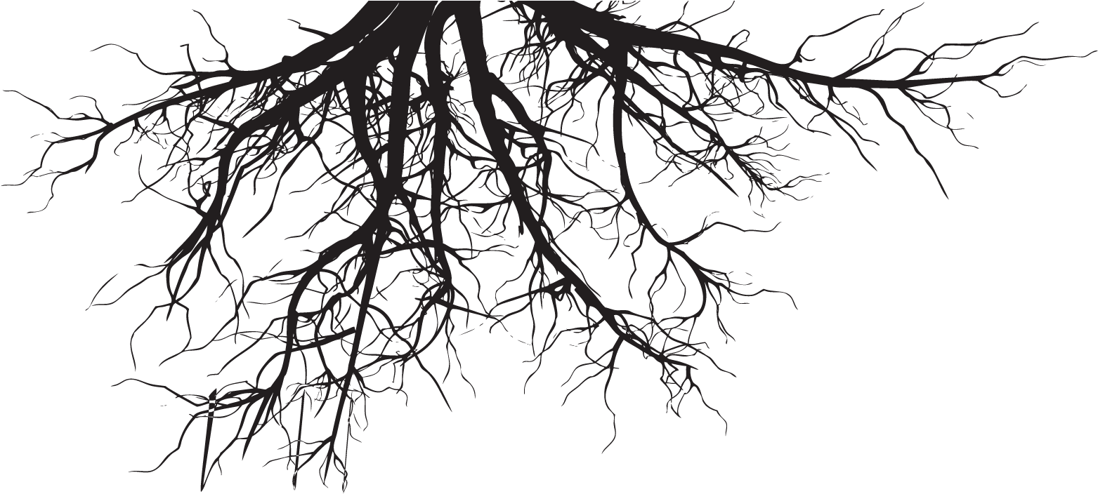 Lawn Care Aeration Irrigation - Pine Tree With Roots (1562x724), Png Download