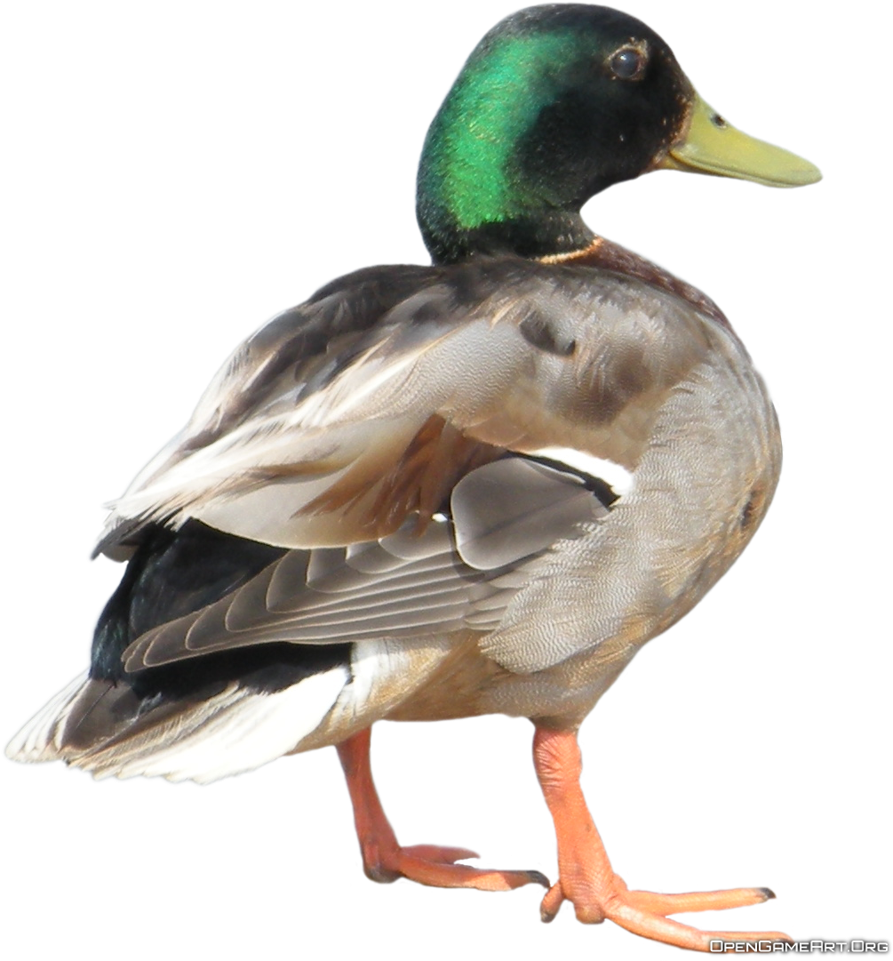 Duck Png Clipart1 - Animals Flashcards Free Printable (1024x1024), Png Download