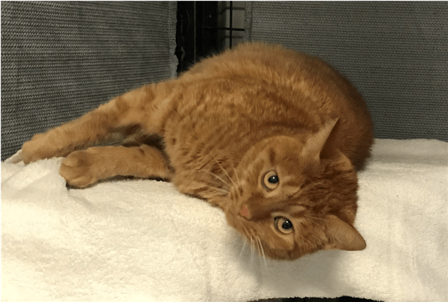 Photo Of Nala - Domestic Short-haired Cat (638x638), Png Download