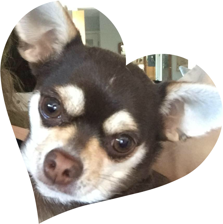 Nala - Chihuahua (956x959), Png Download