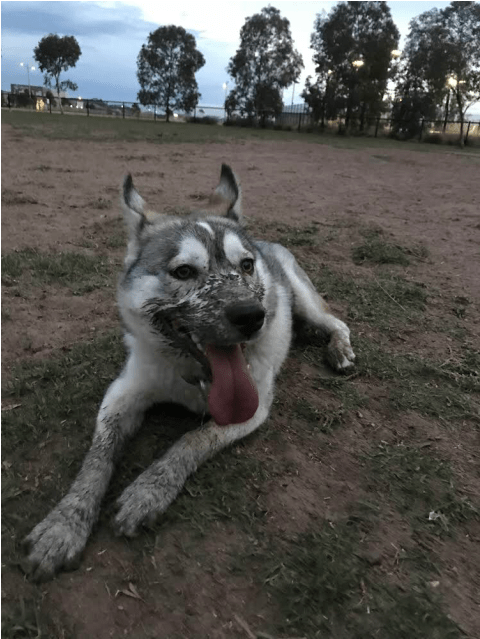 Photo Of Nala - Wolfdog (638x638), Png Download