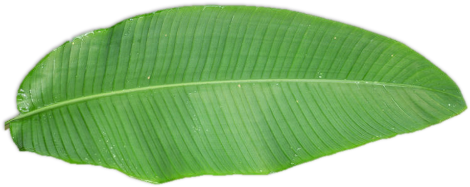 Are You More The Permanent Vacation Type Or Ultimate - Tree (932x396), Png Download