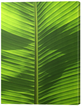 Banana Tree Leaf (400x400), Png Download