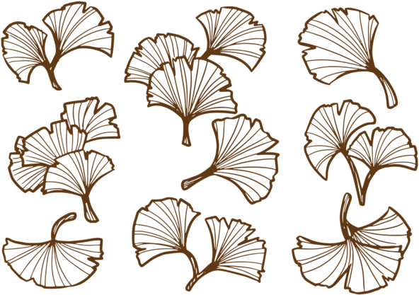 Hand Drawn Ginkgo Leaf - 3 Ginkgo Leaves Drawing (700x490), Png Download
