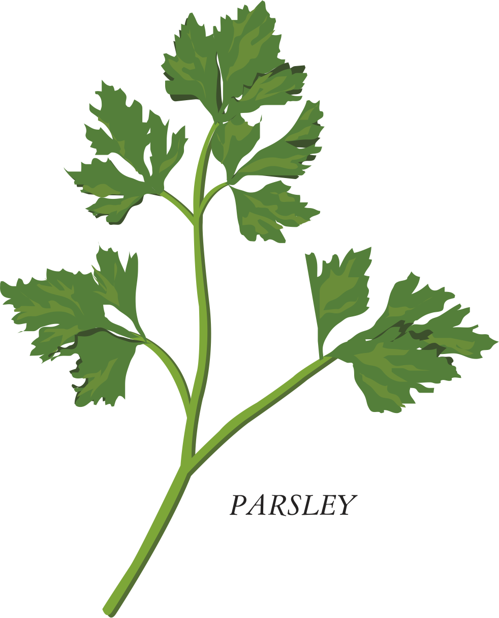 Clip Freeuse Herb Parsley Clip Art - Herbs Clipart Png (982x1215), Png Download