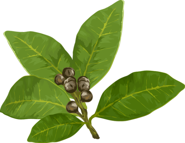 Herbs And Spices Clipart - Bay Leaf Clipart (639x494), Png Download