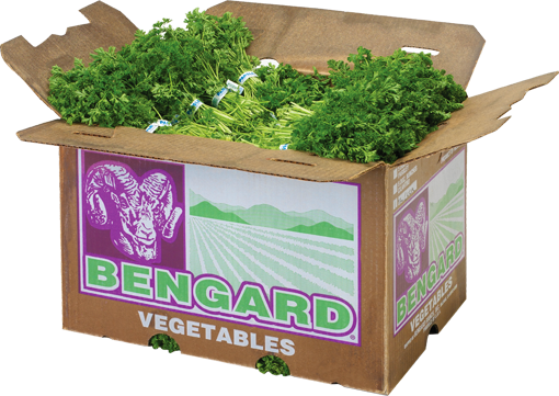 Parsley & Cilantro - Coriander (510x361), Png Download