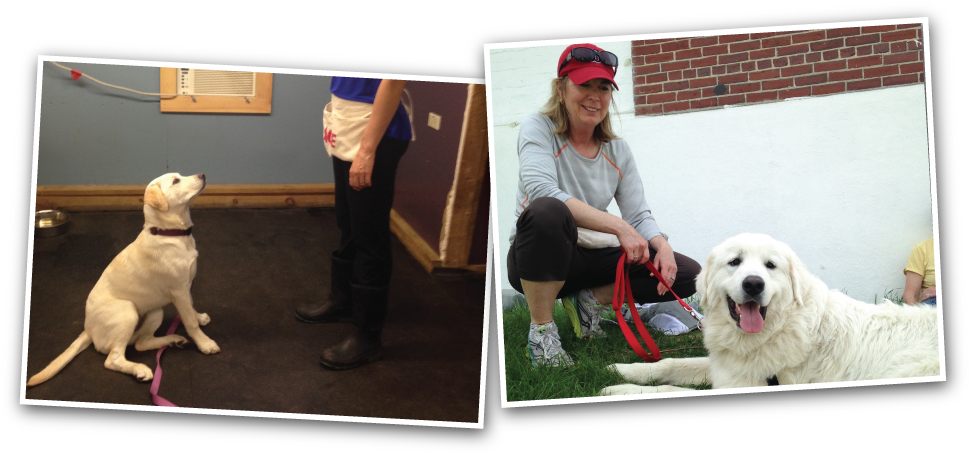 Owners With Their Dogs - Dog (968x460), Png Download