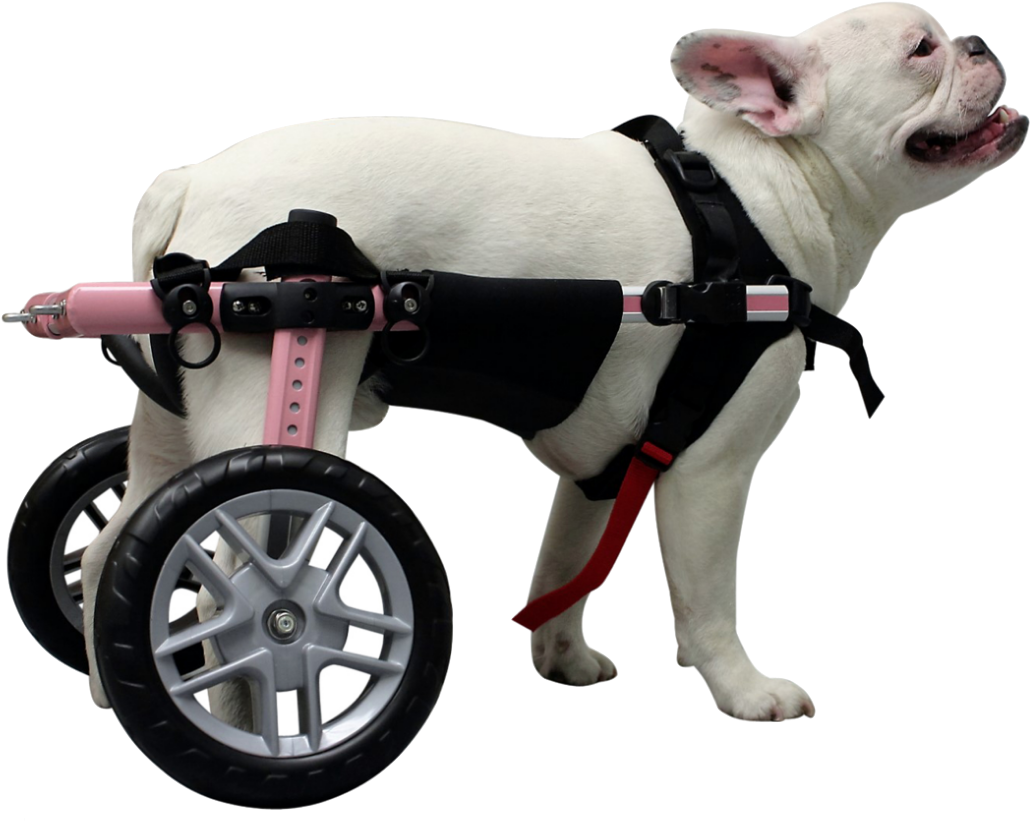 Features Of The Walkin' Belly Support - Dog Wheelchair Png (1474x890), Png Download