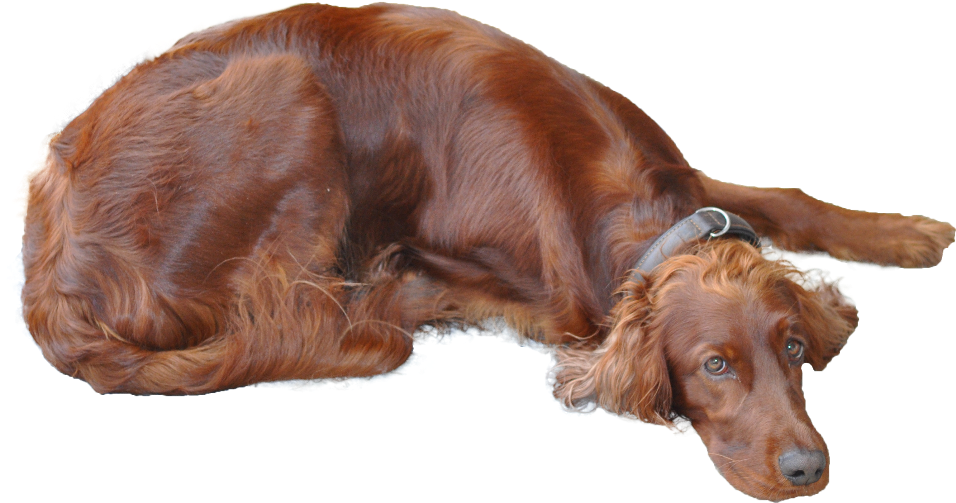 File - Irishsetter - Irish Setter Transparent Background (3077x1614), Png Download