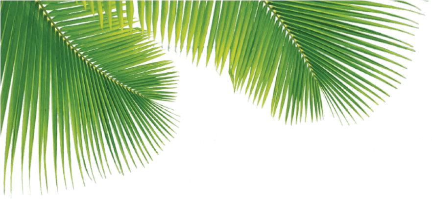 Png Palm Trees Leaves (881x420), Png Download