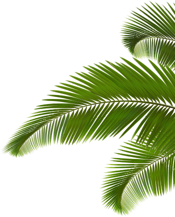 Go To Image - Palm Leaves Png Transparent (350x434), Png Download