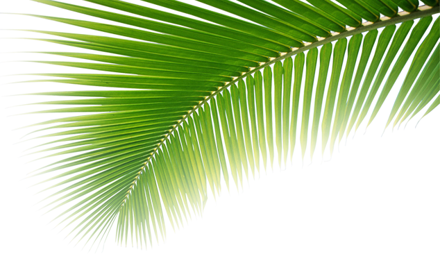 Tropical Png For Free Download On Cocotier Plage Png Full Size Png Download Seekpng Tropical Png For Free Download On Cocotier Plage Png Full Size Png Download Seekpng