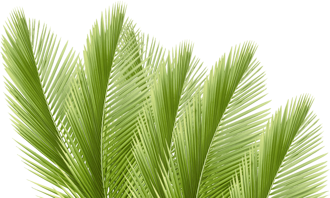 Hoja Palma De Coco (1650x688), Png Download