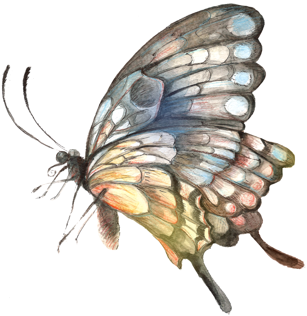Painted Handpainted Butterfly Hd Png - 蝴蝶 繪畫 (1024x1024), Png Download
