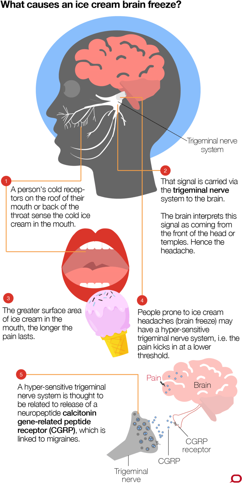 What Causes Brain Freeze - Do We Get Brain Freeze (847x1653), Png Download