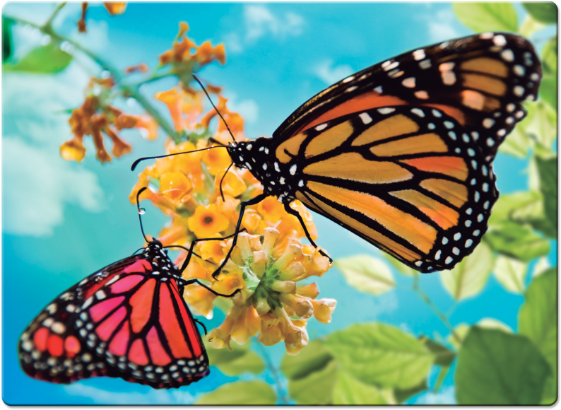 Butterflies And Ants (800x1000), Png Download