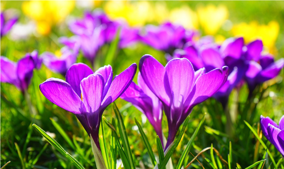 Spring “moving Forward” - Spring (1289x571), Png Download