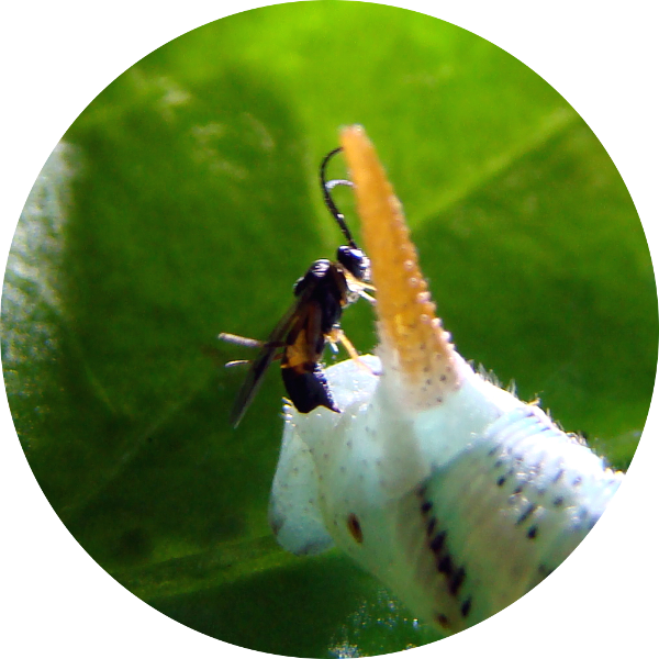 Cotesia Congregata - Macro Photography (600x600), Png Download